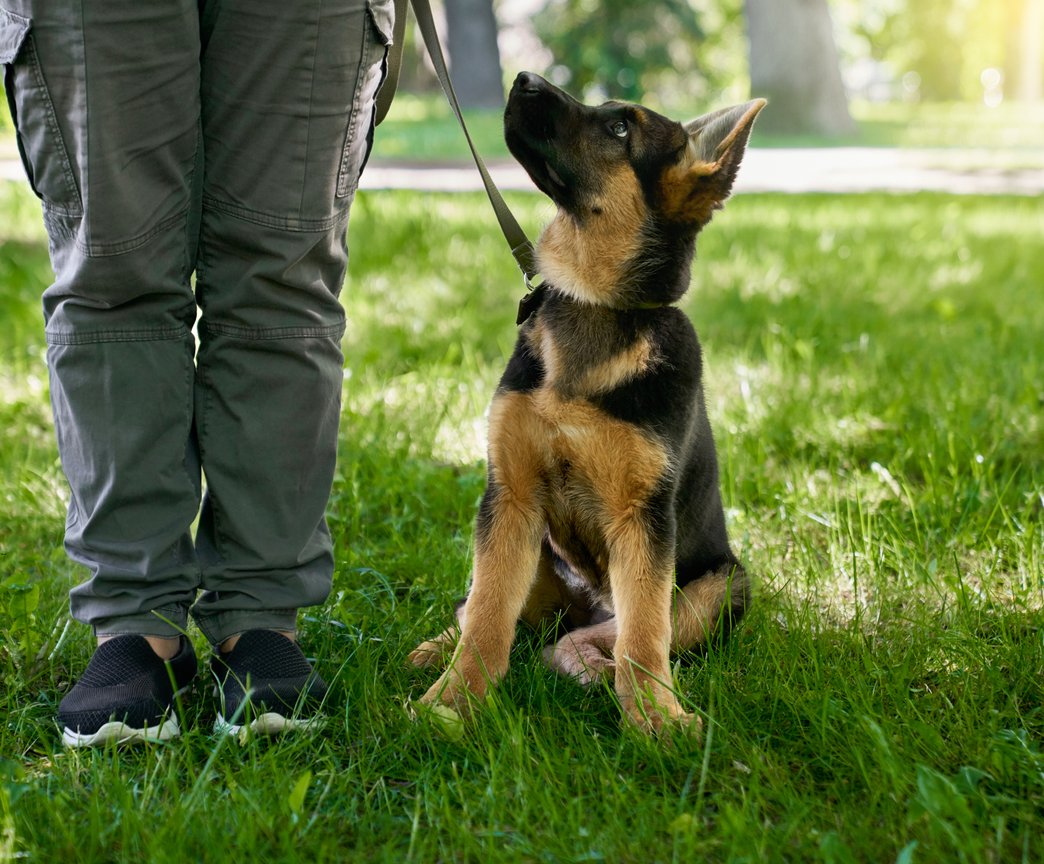 Friendly dog outdoors, ready to help you schedule cleanup