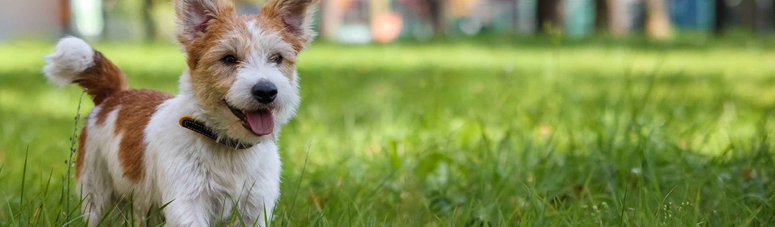 Happy dog sitting in green grass