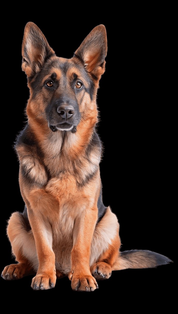 Illustration of a dog representing why to choose DogScapes